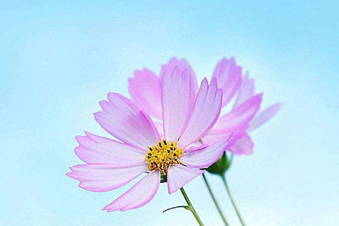 農歷初六出生的人運勢分析