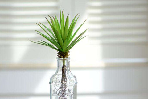 辦公桌椅子背后最適合擺放的植物