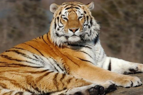 出生于1950年屬虎人2021年命運如何 適合佩戴什么吉祥物