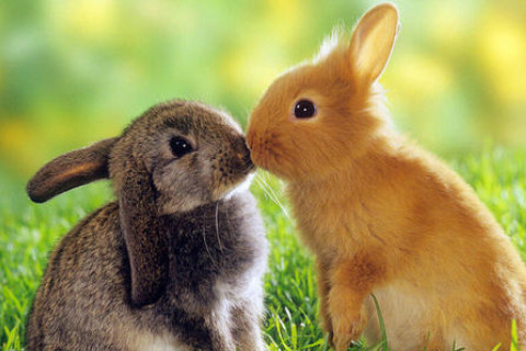 1963年屬兔虛歲59歲逢九的運勢如何