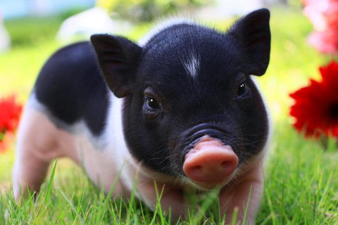 屬豬人幾月出生命好