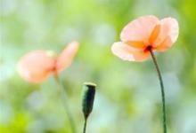 農歷二十三出生的人好不好