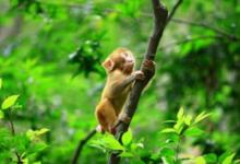 1956年屬猴人2021年命運如何 適合佩戴什么吉祥物