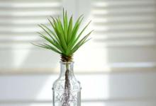 辦公桌椅子背后最適合擺放的植物