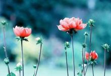 1960年屬鼠的人2021年運(yùn)程  牛年命運(yùn)如何