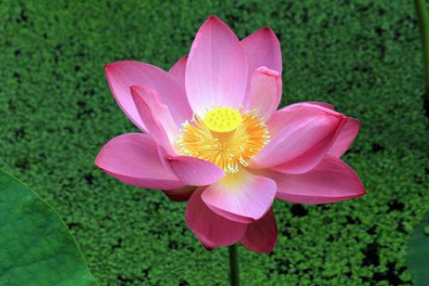 辦公室擺放什么植物催財運