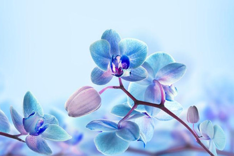 農歷六月十三出生的人命運如何