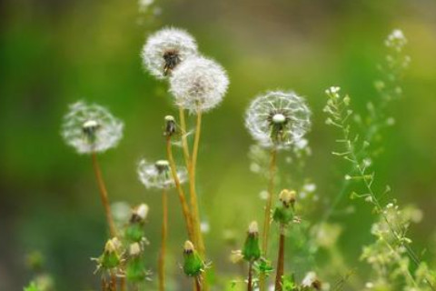 農歷六月十二日出生的人命運如何