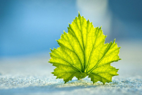 農歷六月二十六日出生的人命運如何