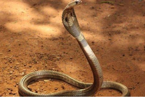 1941年屬蛇的人2021年運程 牛年命運如何