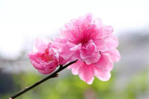 注定旺夫運強的女人八字