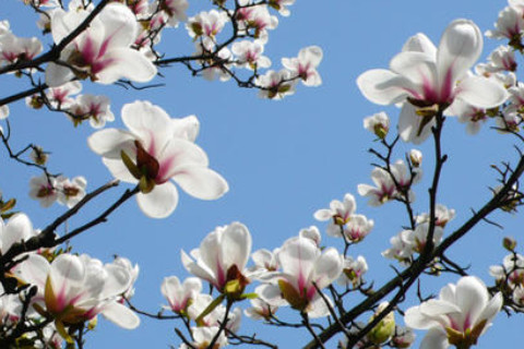 農(nóng)歷十一月出生的男人運(yùn)勢(shì)分析