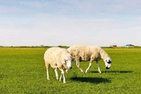 屬羊人的一生貴人是誰?