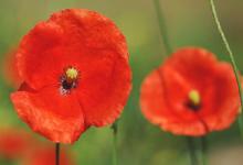 農歷六月二十四日出生的人命運如何