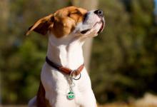 1934年屬狗的人2021年運(yùn)程  牛年命運(yùn)如何