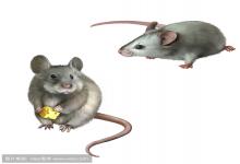 男鼠女豬婚姻適合嗎 家庭關(guān)系會和睦嗎？