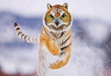 屬虎人的貴人屬相是誰(shuí)