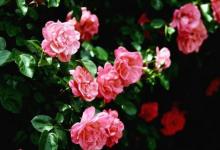 農(nóng)歷六月二十二日出生的人運(yùn)勢分析