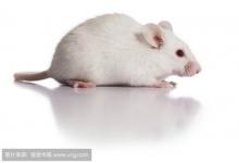 男鼠女兔婚配怎么樣 他們的婚姻幸福嗎？