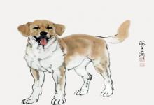 女生屬豬男生屬狗婚配如何 各方面合適嗎?