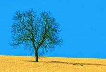 農歷六月初八出生的人運勢分析