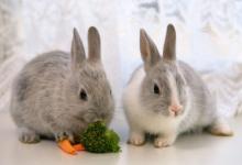 1975年屬兔男女2021年運(yùn)勢  46歲生肖屬兔男女2021年每月運(yùn)勢