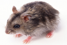 女鼠男龍相配嗎 他們的婚姻會(huì)受到打擊嗎?