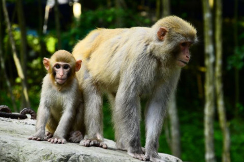 2016年屬猴男女2021年運程 5歲生肖屬猴男女2021年每月運勢