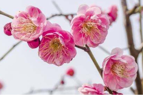 導致離婚的風水格局