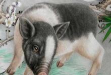 屬豬2020年11月運勢分析