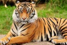 屬虎人2020年11月份整體運勢