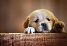 好聽高雅的小狗名字