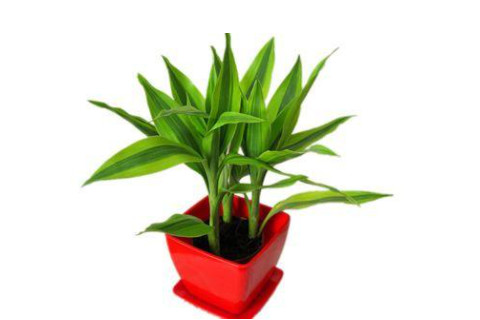 富貴竹擺放的最為適當位置