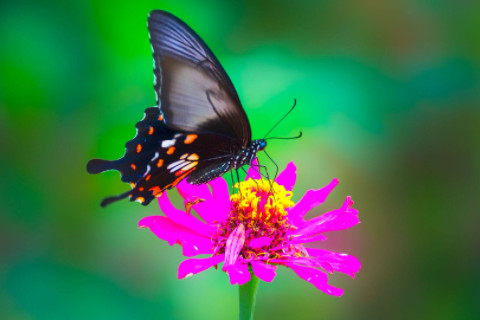 提示你們最近有好運(yùn)的預(yù)兆