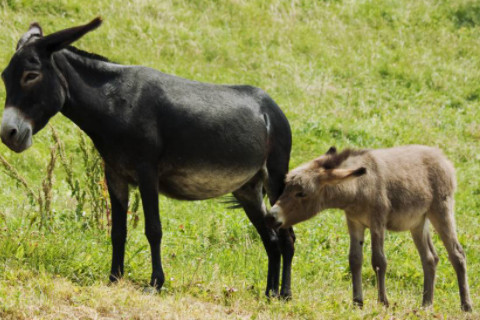 夢(mèng)見被驢踢