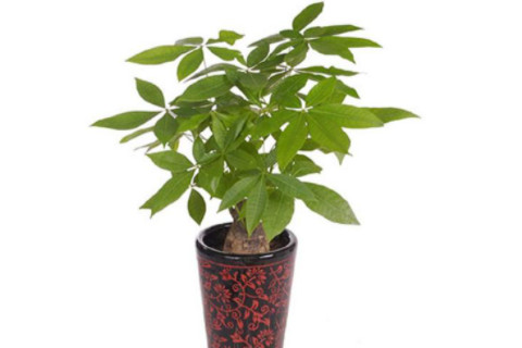 可以增加好運的風水格局