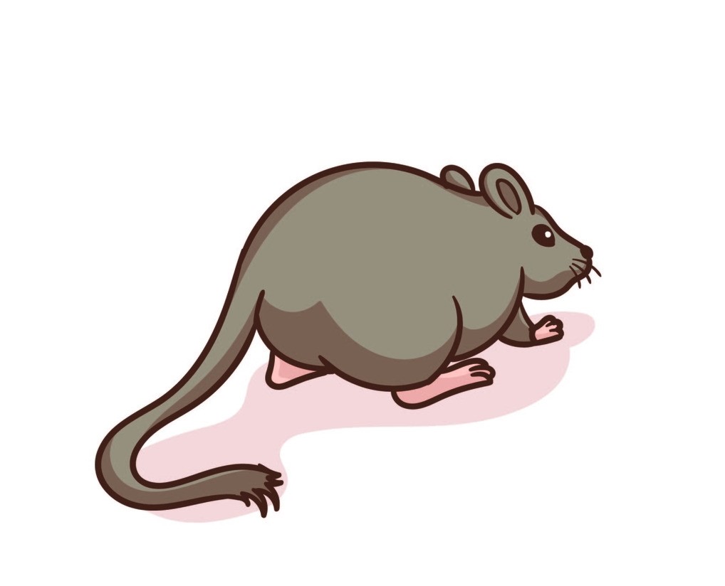 這個時候出生的屬鼠人偏財運(yùn)好 屬鼠人出生時辰解析