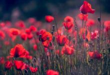 8月4日出生的人運勢分析