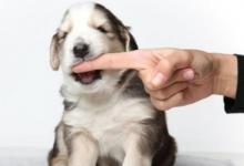 夢見手指被狗咬