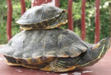 夢(mèng)見(jiàn)烏龜