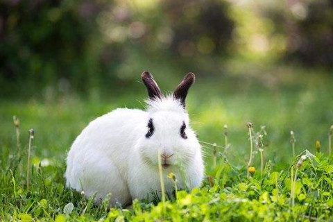 屬兔的和什么屬相相配