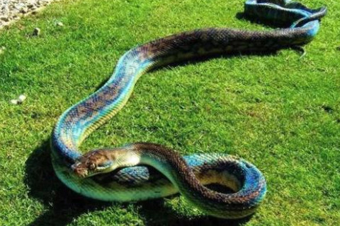 夢見大蛇預(yù)示著什么