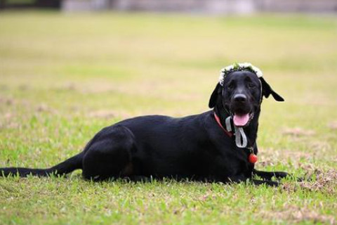 夢(mèng)見(jiàn)黑狗咬自己