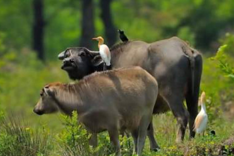 3月屬牛的人性格和運勢
