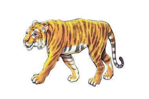 1998年屬虎多大了