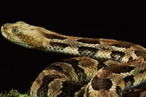 夢(mèng)見成堆的蛇