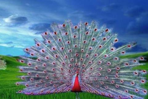 夢(mèng)見(jiàn)孔雀