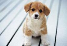 1982年出生的人是什么命?