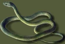 女人夢見蛇纏身