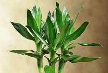 開(kāi)運(yùn)竹應(yīng)該怎么養(yǎng) 風(fēng)水?dāng)[放方位